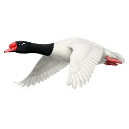 Black-necked Swan, in flight