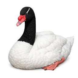 Black-necked Swan