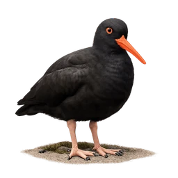 Black Oystercatcher