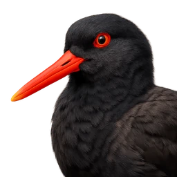 Black Oystercatcher, profile