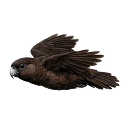 Black Parrot, in flight