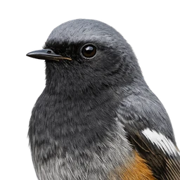 Black Redstart, profile