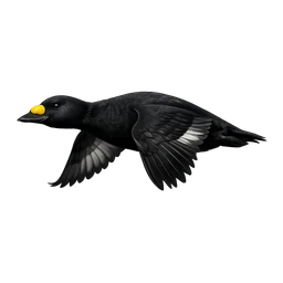 Black Scoter, in flight