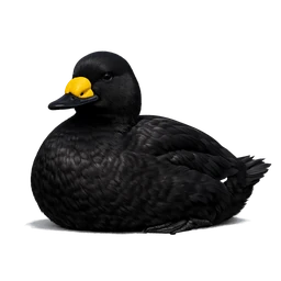 Black Scoter