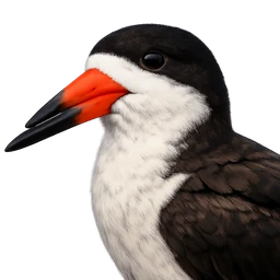 Black Skimmer, profile