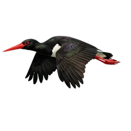 Black Stork, in flight