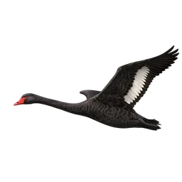 Black Swan, in flight