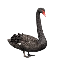 Black Swan