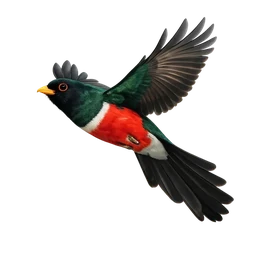 Black-tailed Trogon, in flight