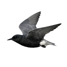 Black Tern, in flight