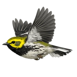 Black-throated Green Warbler, in flight