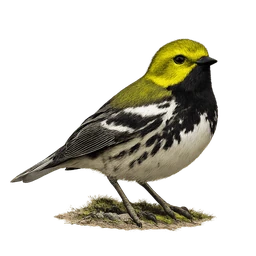 Black-throated Green Warbler