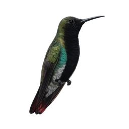 Black-throated Mango