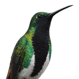 Black-throated Mango, profile
