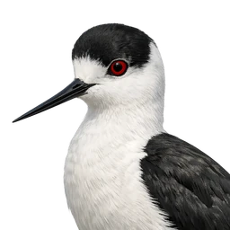Black-winged Stilt, profile