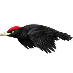 Black Woodpecker, in flight