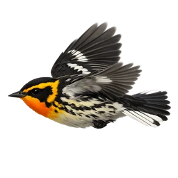 Blackburnian Warbler, in flight