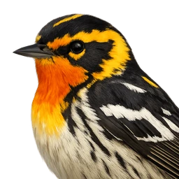 Blackburnian Warbler, profile
