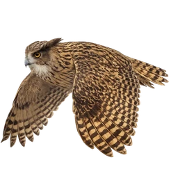 Blakiston’s Fish Owl, in flight