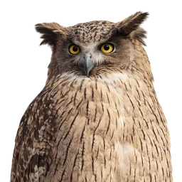 Blakiston’s Fish Owl, profile