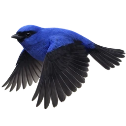 Blue-and-black Tanager, in flight