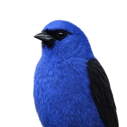 Blue-and-black Tanager, profile