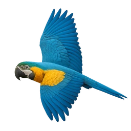 Blue-and-yellow Macaw, in flight