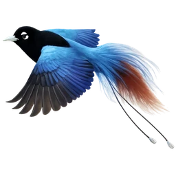 Blue Bird-of-paradise, in flight