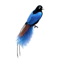 Blue Bird-of-paradise