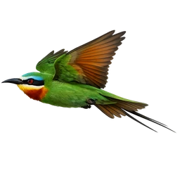 Blue-cheeked Bee-eater, in flight