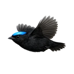 Blue-crowned Manakin, in flight