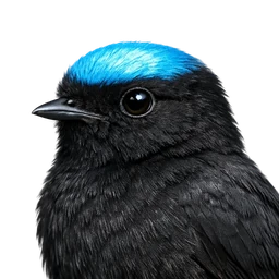 Blue-crowned Manakin, profile