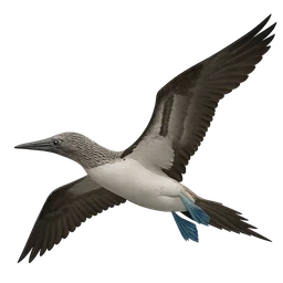 Blue-footed Booby, in flight
