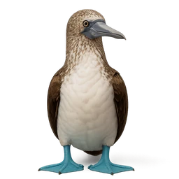 Blue-footed Booby
