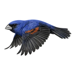 Blue Grosbeak, in flight