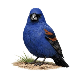 Blue Grosbeak
