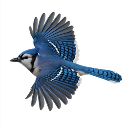 Blue Jay, in flight