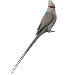 Blue-naped Mousebird