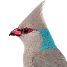 Blue-naped Mousebird, profile