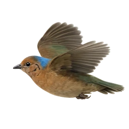 Blue-naped Pitta, in flight