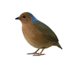 Blue-naped Pitta