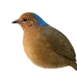 Blue-naped Pitta, profile
