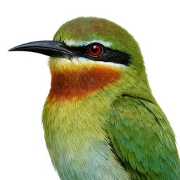 Blue-tailed Bee-eater, profile