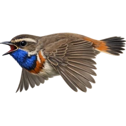 Bluethroat, in flight