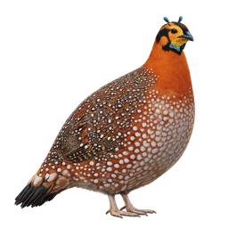 Blyth’s Tragopan