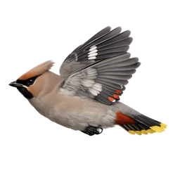 Bohemian Waxwing, in flight