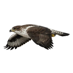 Bonelli's Eagle, in flight