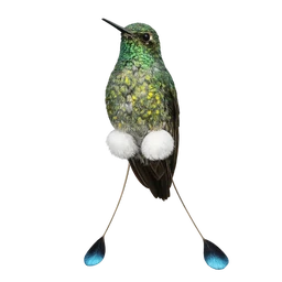 Booted Racket-tail
