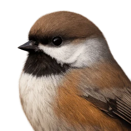 Boreal Chickadee, profile