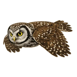 Boreal Owl, in flight